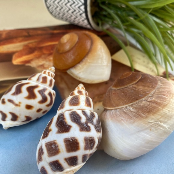 4 PCS Large Sea Shells Mixed Ocean Seashells Starfish Conch Various Sizes Natura - Picture 3 of 9
